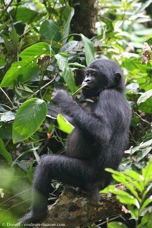 bonobo-you-only-found-min bonobo-you-only-found-min